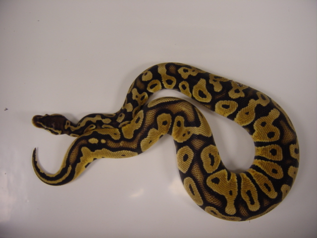 new pastel (caesar)
